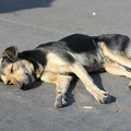 street-dog-napping-hard_5779592594_o.jpg