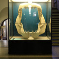 a-big-mouth-at-the-berlin-natural-history-museum_7815850664_o.jpg