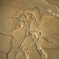 archaeopteryx-aka-the-original-bird_7815789208_o.jpg