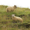 goats-sheeps_7816208066_o.jpg