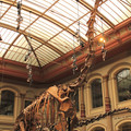 largest-mounted-dinosaur-in-the-world---giraffatitan-brancai-formerly-brontosaurus_7815819838_o.jpg