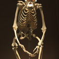 skeleton-of-something-between-ape-and-man_7815916852_o.jpg