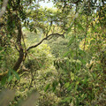 250-types-of-trees-in-nyungwe-forest_7586939808_o.jpg