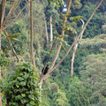 a-lost-monkey-in-a-tree-off-igishigishigi-trail_7586935234_o.jpg