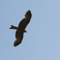 an-eaglehawk-_7586922106_o.jpg