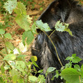 as-close-to-the-face-of-silverback-1-as-he-would-let-us_7587069476_o.jpg