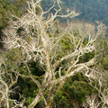 ghostly-tree-below-the-canopy-walk_7586956666_o.jpg