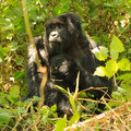 gorilla-lady_7587100196_o.jpg