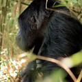 mountain-gorilla-from-the-side_7586993292_o.jpg