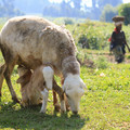 northern-rwanda-goat-with-baby_7587563324_o.jpg