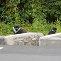 road-monkeys-wearing-white-chunky-scarves_7586998496_o.jpg
