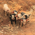 scared-group-of-road-pigs_7587558778_o.jpg