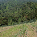 the-fields-before-mount-volcano-forest_7587074452_o.jpg