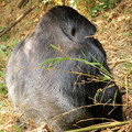 the-silver-back-of-the-1-silverback_7586943516_o.jpg