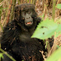 young-gorilla-covered-in-brush-from-wrestling_7586972000_o.jpg