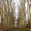 versailles-garden-leafless-tree-tunnel_8665828137_o.jpg