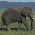 an-old-elephant_16047251878_o.jpg