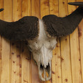 cape-buffalo-skull_15614851233_o.jpg