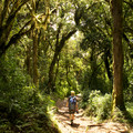 rainforest-thickness-machame-route_16234750595_o.jpg