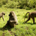 roadside-baboons_16208872666_o.jpg
