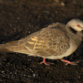 tanzania-has-pigeons-too_15612326944_o.jpg
