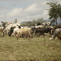 tanzanian-roadside-cattle_16234751545_o.jpg