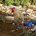 trash-chicken_15614847463_o.jpg