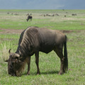 wildebeest-grazing_16208868556_o.jpg