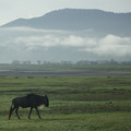 wildebeest-morning-fog-in-ngorongoro-crater_15614900193_o.jpg