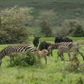 wildebeests-and-zebras-mingling_16208870526_o.jpg