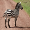 zebra-butt-on-road_16048918497_o.jpg